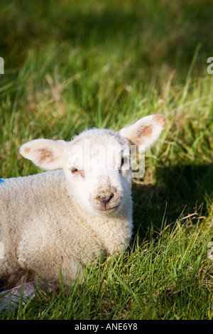 L'agneau de printemps dans l'herbe Cotswolds Oxfordshire Royaume-Uni UK Banque D'Images