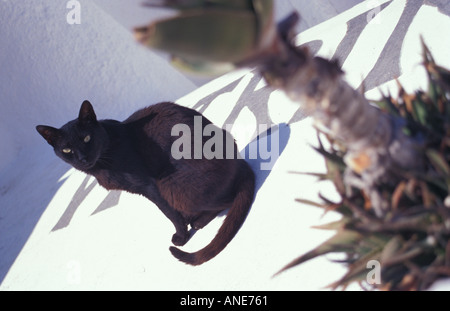 Black Cat (Grèce) Banque D'Images