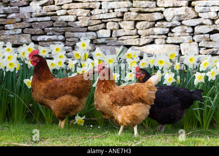 Les poules en liberté France Banque D'Images