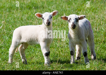 Agneaux dans les Cotswolds Oxfordshire Royaume-Uni UK Banque D'Images