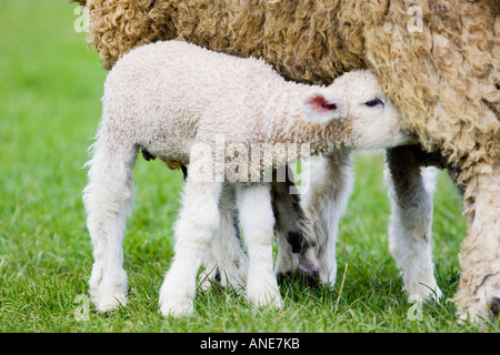 Agneau de lait de sa mère les Cotswolds Oxfordshire Royaume-Uni UK Banque D'Images