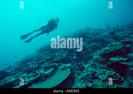 Diver silhouette et coral drop off mur Kranket Madang Papouasie-Nouvelle-Guinée Pacifique Sud Banque D'Images