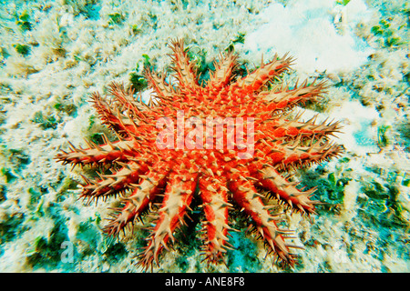 Couronne d'étoile de mer Acanthaster planci Kaneohe Bay Oahu Hawaii USA North Pacific Banque D'Images