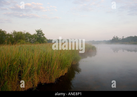 Brume sur la Hickling vaste Norfolk Broads United Kingdom Banque D'Images
