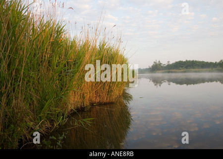Brume sur la Hickling vaste Norfolk Broads United Kingdom Banque D'Images