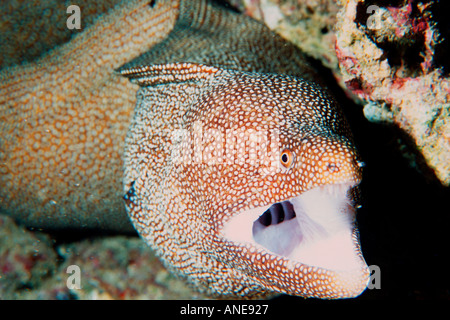 Murène Gymnothorax meleagris Whitemouth Oahu Hawaii USA North Pacific Banque D'Images