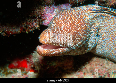 Murène Gymnothorax meleagris Whitemouth Portlock Oahu Hawaii USA North Pacific Banque D'Images