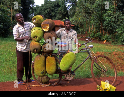 Paire d'hommes ruraux Tradition transport homme énorme tas de fruits exotiques tropical sun tree sauvages de la province de l'Afrique de l'Est Ouganda Jinja Banque D'Images