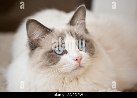 'Neuf mois' bleu bicolor Ragdoll chat mâle en Angleterre UK UE Banque D'Images