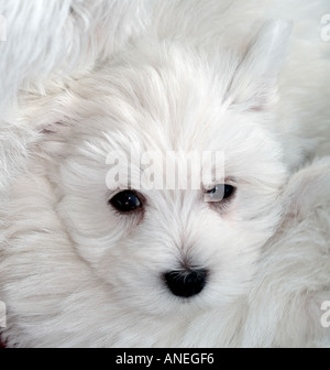 West Highland White Terrier puppy Banque D'Images