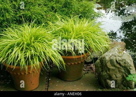 Golden Hakone Grass dans des conteneurs à côté étang nom botanique Hakonechloa macra alboaurea Banque D'Images