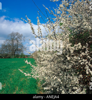 Blackthorn Blossom Prunus spinosa et chêne à hedgerow Banque D'Images