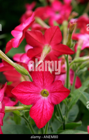 Les fleurs rouges du jardin annuel plante Nicotiana Domino Crimson literie Banque D'Images