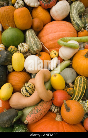 Citrouilles et courges calebasses à gogo Banque D'Images