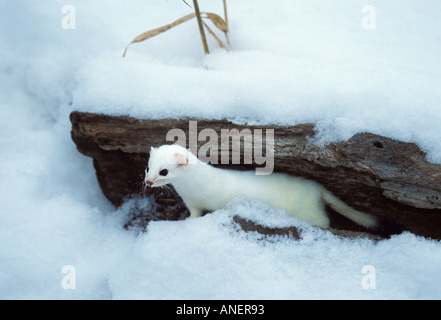 Mustela frenata Belette à longue queue Banque D'Images