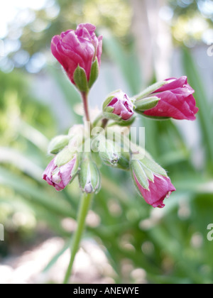 Les boutons de fleurs (géraniums), pris dans la baie de San Francisco, Californie Banque D'Images