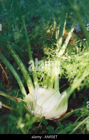 De plus en plus de fenouil en jardin Banque D'Images