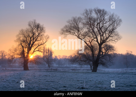 Grantchester Meadows de l'eau Janvier lever du soleil, deux arbres d'hiver standing in field. Banque D'Images