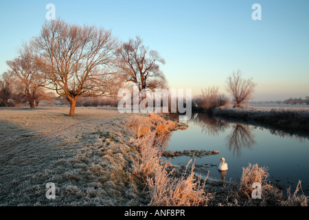 Grantchester meadows et la "Rivière Cam' sur un matin glacial, sur la rivière swan, Cambridge Banque D'Images