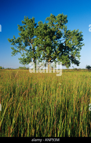 Les hautes herbes des prairies cottonwood, Tolstoi, Manitoba, Canada. Banque D'Images