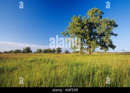 Les hautes herbes des prairies cottonwood, Tolstoi, Manitoba, Canada. Banque D'Images