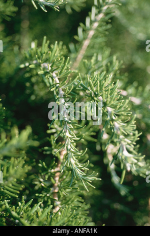 Rosemary plant, close-up, full frame Banque D'Images