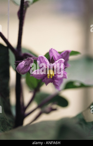 Plante en fleurs d'aubergine, close-up Banque D'Images