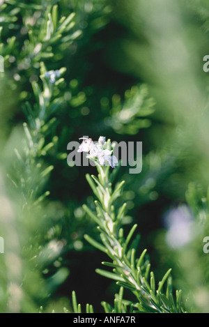 Rosemary plant, close-up Banque D'Images