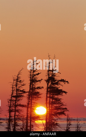 Coucher du soleil à travers les arbres, la baie d'Hudson, à Churchill, Manitoba, Canada. Banque D'Images