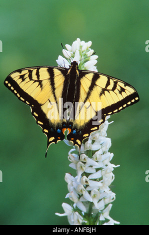 Tiger swallow tail papillon sur bog rein orchid, parc provincial Wells Gray, British Columbia, Canada. Banque D'Images