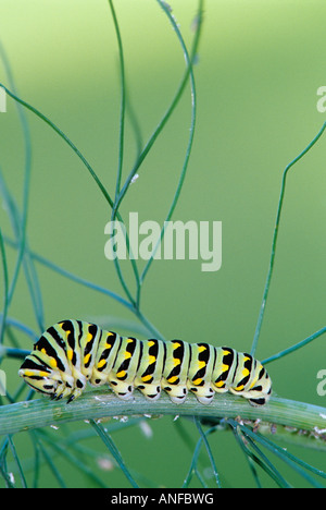 Close up d'un Caterpillar swallowtail noir sur l'aneth, Winnipeg, Manitoba, Canada. Banque D'Images