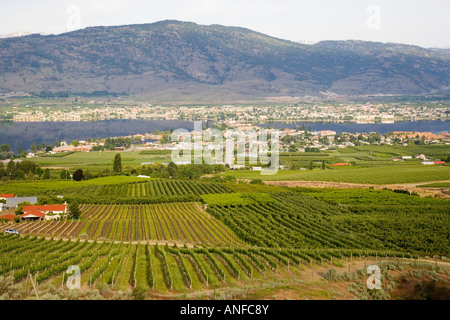 View of vineyard et ville d'Osoyoos sur le lac Osoyoos, Colombie-Britannique, Canada. Banque D'Images