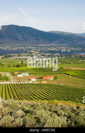 View of vineyard et ville d'Osoyoos sur le lac Osoyoos, Colombie-Britannique, Canada. Banque D'Images