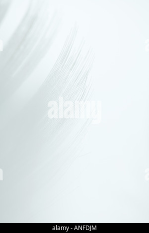 Plume blanche contre fond blanc Banque D'Images
