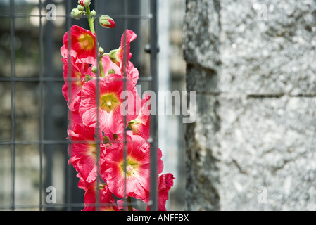 De plus en plus de roses trémières derrière gate Banque D'Images