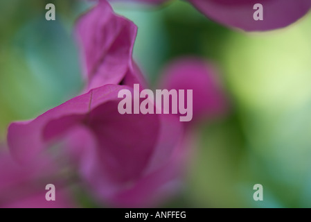 Fleurs de bougainvilliers, blurred Banque D'Images