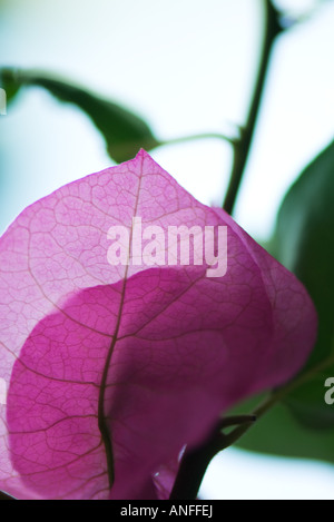 Fleurs de bougainvilliers, close-up Banque D'Images