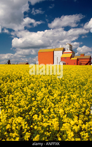 Les silos à grains et le canola field, Saskatchewan, Canada Banque D'Images