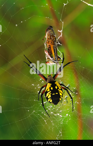 Noir et jaune Agriope (Spider Argiope aurantia) Canada Banque D'Images