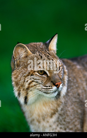 Lynx (Felis rufis) Canada Banque D'Images