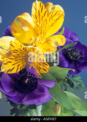 La vie toujours floral de l'Alstroemeria anémone coronaria la Jamaïque et Mona Lisa Blue Banque D'Images