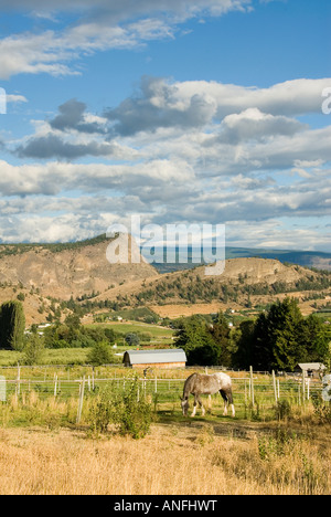 Un cheval broute ci-dessous tête géants mountain, surplombant les vergers et vignobles de Summerland, Thompson-Okanagan, Colombie-Britannique Banque D'Images