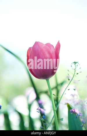 Jardin de fleurs de tulipe Banque D'Images