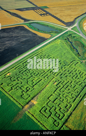 Labyrinthe de maïs, au Manitoba, Canada. Banque D'Images