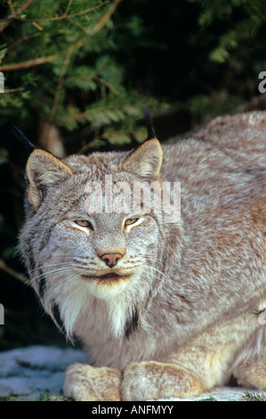 Un lynx d'Amérique du Nord, Canada. Banque D'Images