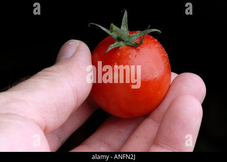 A hand holding a tomato Banque D'Images