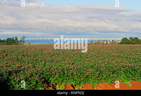 Sur le terrain les agriculteurs avec le Pont de la Confédération au-delà, de l'Île du Prince Édouard au Nouveau-Brunswick à travers le détroit de Northumberland. Banque D'Images