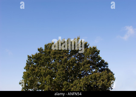 Haut de chêne avec ciel bleu en arrière-plan Banque D'Images
