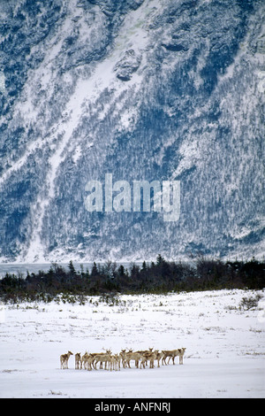 Caribou des bois dans le parc national du Gros-Morne, à Terre-Neuve, Canada. Banque D'Images