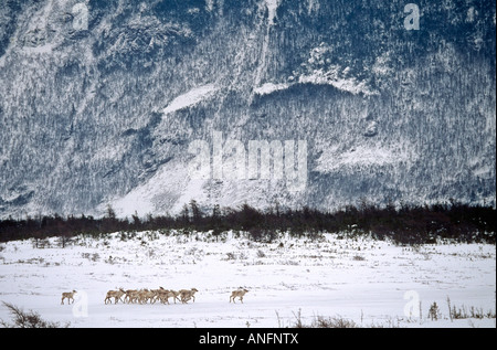 Caribou des bois dans le parc national du Gros-Morne, à Terre-Neuve, Canada. Banque D'Images